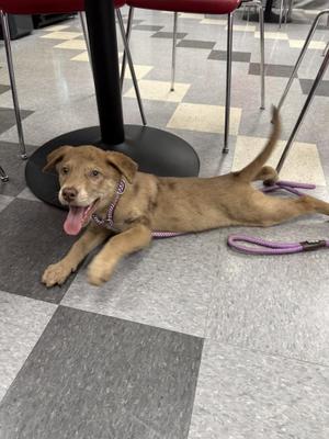 Coffee, Catahoula Leopard Dog, young, available for adoption