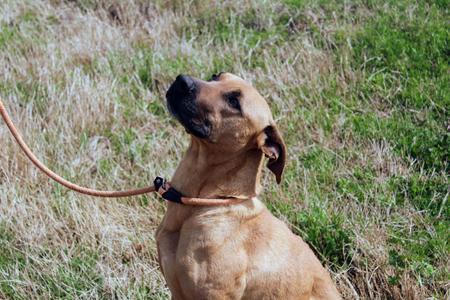 Callum, Black Mouth Cur, adult, available for adoption