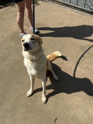 Bishop, Great Pyrenees, adult, available for adoption