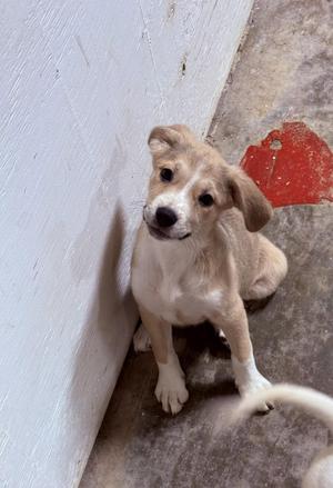 Neptune, Black Mouth Cur, young, available for adoption