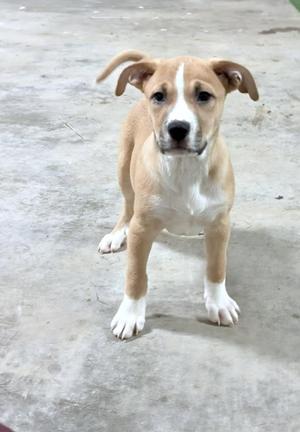 Earth, Black Mouth Cur, young, available for adoption