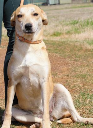 Piper, Labrador Retriever, adult, available for adoption
