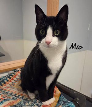 Mio, adult, available for adoption