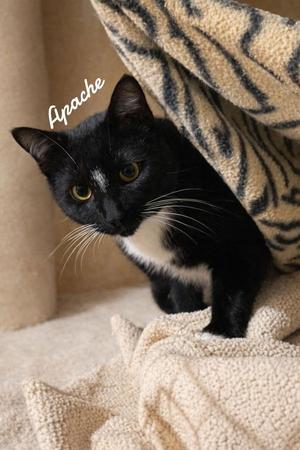 Apache, young, available for adoption