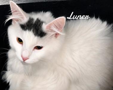 Luner, young, available for adoption