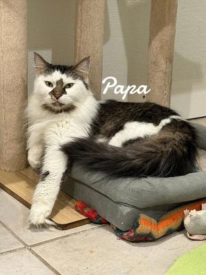 Papa, young, available for adoption