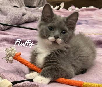 Fluffy, young, available for adoption