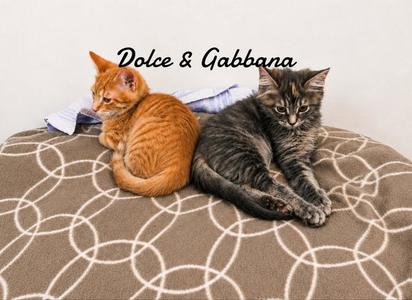 Dolce & Gabanna bonded pair, young, available for adoption