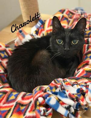 Charolett, senior, available for adoption