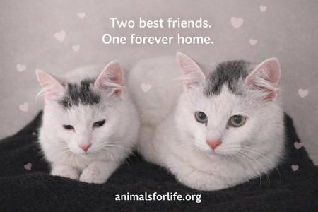 Luner&Sky, young, available for adoption