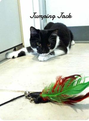 Jumping Jack, young, available for adoption