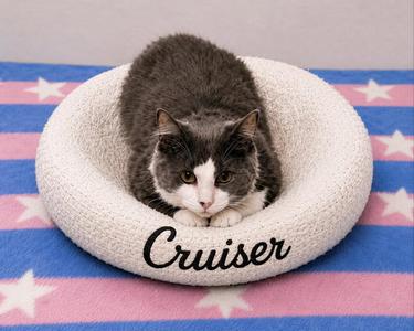 Cruiser, kitten, available for adoption