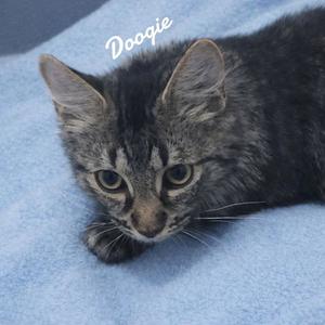 Doogie, kitten, available for adoption