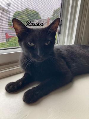 Raven, young, available for adoption