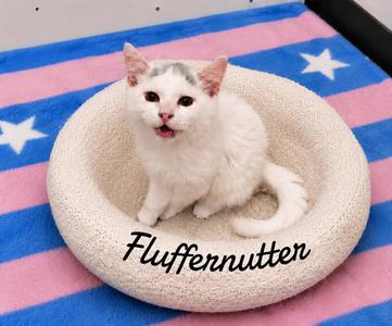 Fluffer Nutter, kitten, available for adoption