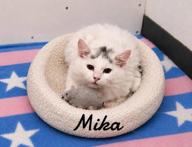Mika, kitten, available for adoption