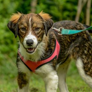 Saffron, Australian Shepherd, puppy, available for adoption