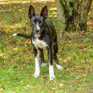 Pebbles, Border Collie, adult, available for adoption