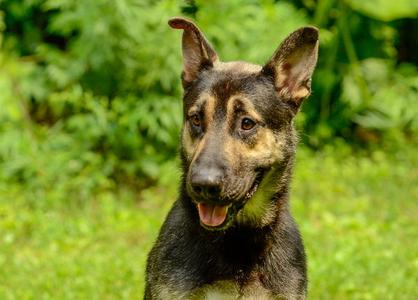Mufasa, German Shepherd Dog, adult, available for adoption