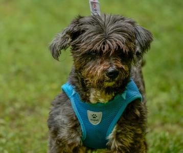 Maximillion, Terrier, adult, available for adoption