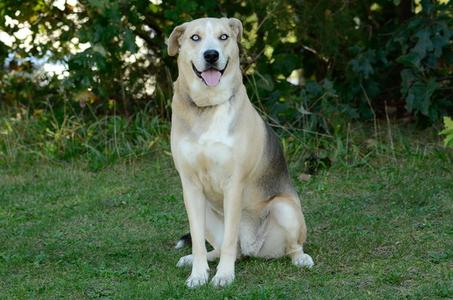 Vera, Shepherd, adult, available for adoption