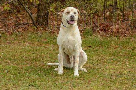 Teddy, Australian Cattle Dog/Blue Heeler, adult, available for adoption