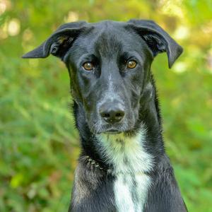 Chachi, Great Dane, adult, available for adoption