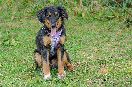 A black and tan dog with a purple harness sitting on grass.