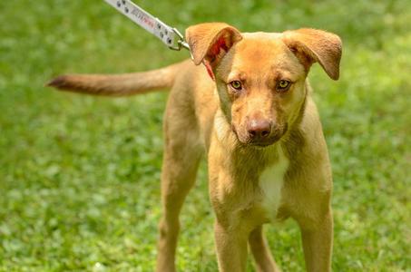 Scrappy Doo, Labrador Retriever, puppy, available for adoption