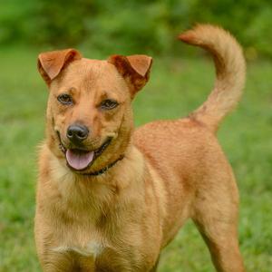 A happy brown dog with perked ears and a wagging tail standing on a grassy field.