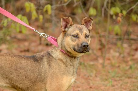 Adele, Shepherd / Terrier, young, available for adoption