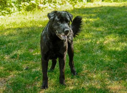 Hunter, Labrador Retriever / Shar Pei, adult, available for adoption