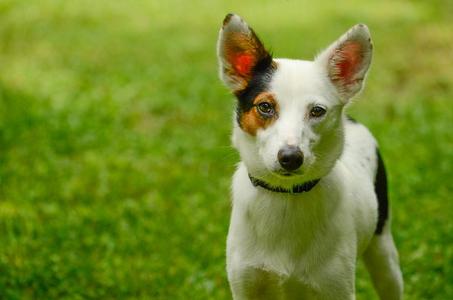 Suzie, Terrier, adult, available for adoption