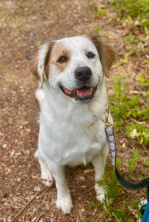 Duchess, Australian Cattle Dog/Blue Heeler, adult, available for adoption