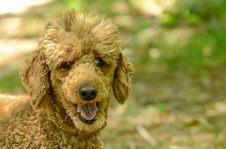 Mia, Poodle (unknown type), adult, available for adoption