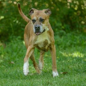 A brown and white dog running on a grassy field.