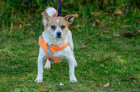 Draco, Chihuahua, adult, available for adoption