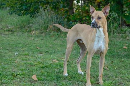 A light brown dog with a white chest and legs standing on grass.