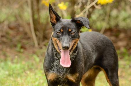 Phoenix, Cattle Dog / Doberman Pinscher, young, available for adoption