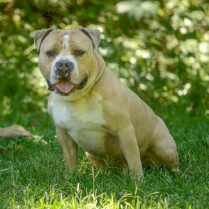 Haze, Bulldog, adult, available for adoption