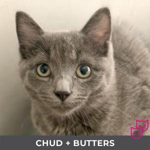A close-up photograph of a young gray cat with large, round, light-colored eyes and pointed ears. The cat's fur is short and appears soft. There are two pink cat silhouettes in the bottom right corner. Below the cat, the text "CHUD + BUTTERS" is displayed in white capital letters against a dark gray background.