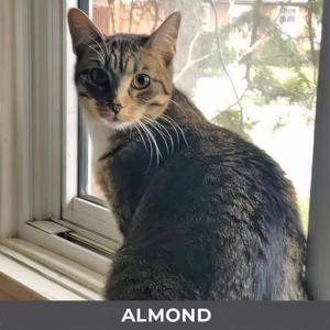 A tabby cat named Almond sitting on a windowsill.