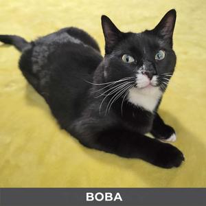 Boba, young, available for adoption