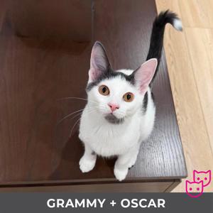 Grammy (bonded with Oscar), kitten, available for adoption