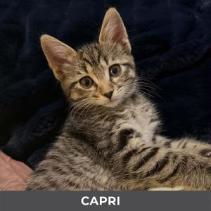 Capri, kitten, available for adoption