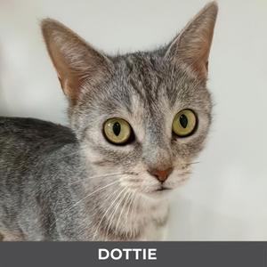 A gray tabby cat with green eyes looking directly at the camera.