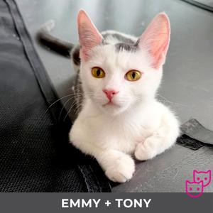 Emmy (bonded with Tony), kitten, available for adoption