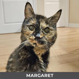 A tortoiseshell cat named Margaret looking directly at the camera with a curious expression.