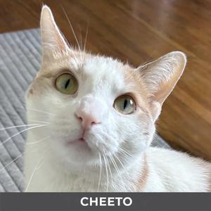Cheeto, senior, available for adoption