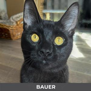 Bauer, kitten, available for adoption